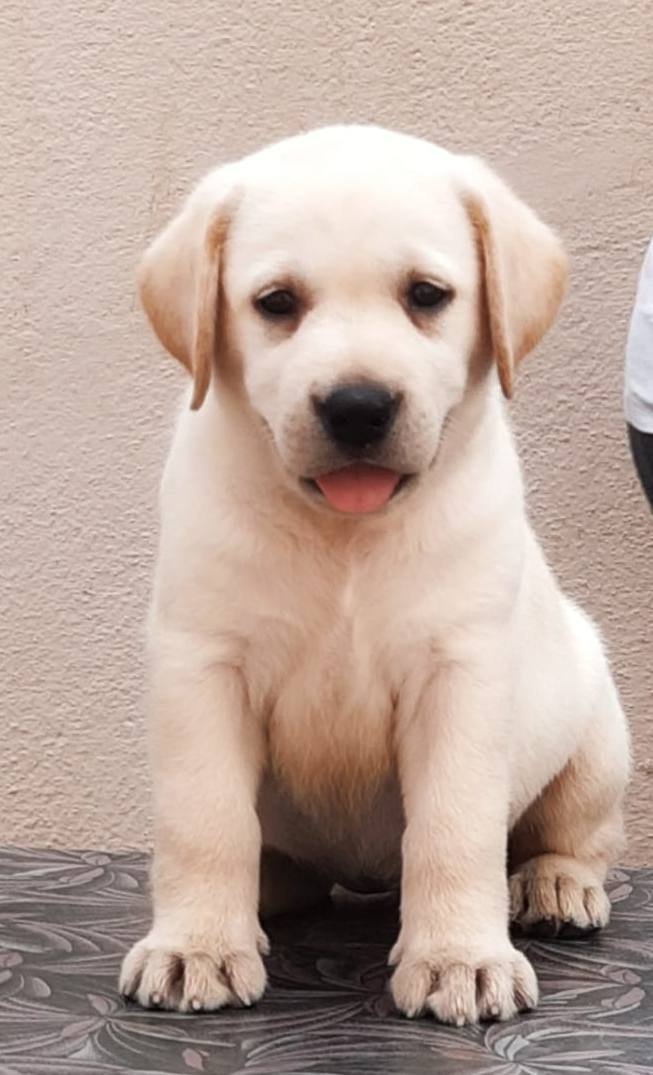 DogsIndia.com - Labrador Retriever - Visak Kumar