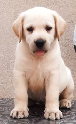 DogsIndia.com - Labrador Retriever - Visak Kumar