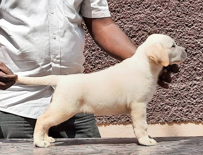 DogsIndia.com - Labrador Retriever - Visak Kumar