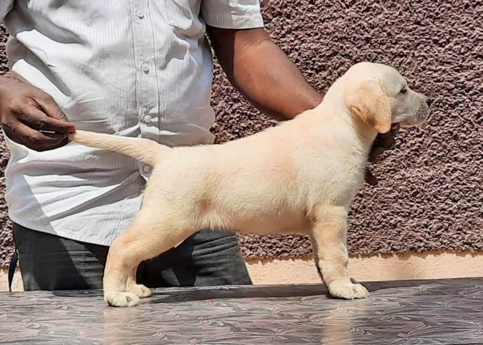 DogsIndia.com - Labrador Retriever - Visak Kumar