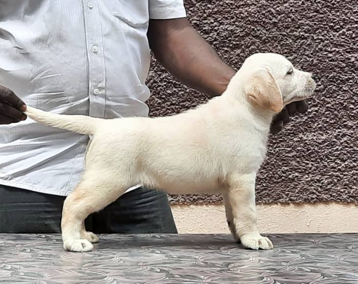 DogsIndia.com - Labrador Retriever - Visak Kumar