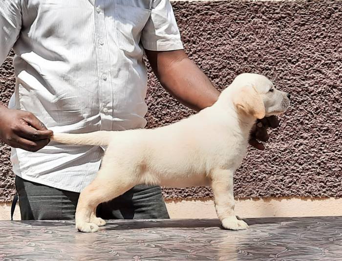 DogsIndia.com - Labrador Retriever - Visak Kumar