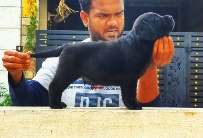 DogsIndia.com - Labrador Retriever - Visak Kumar