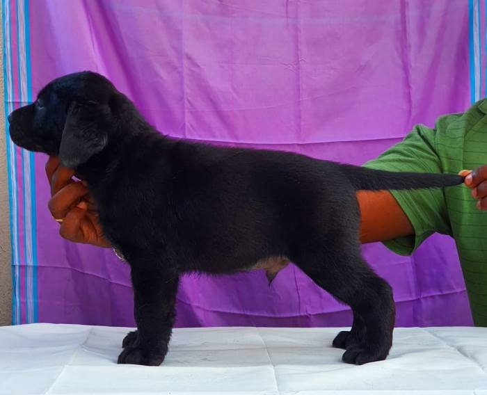DogsIndia.com - Labrador Retriever - Visak Kumar