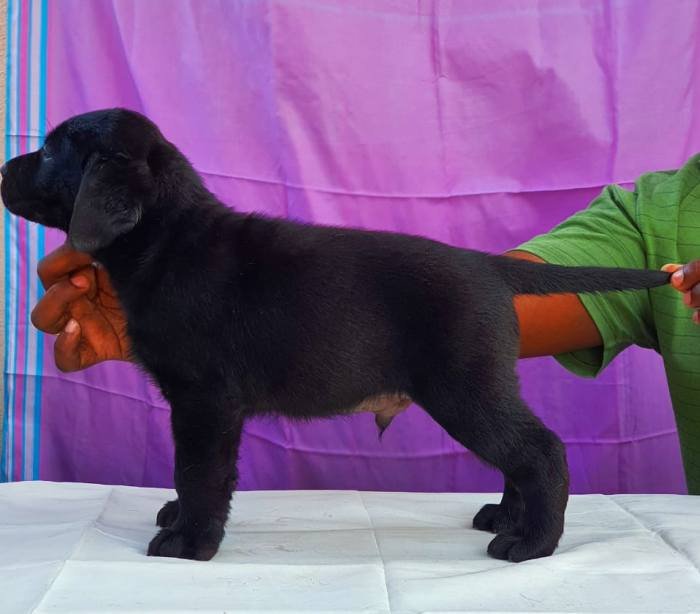 DogsIndia.com - Labrador Retriever - Visak Kumar