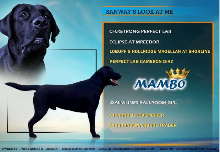 DogsIndia.com - Labrador Retriever - Visak Kumar