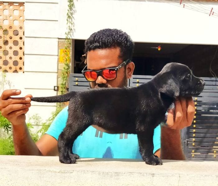 DogsIndia.com - Labrador Retriever - Visak Kumar