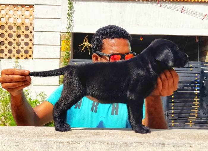 DogsIndia.com - Labrador Retriever - Visak Kumar