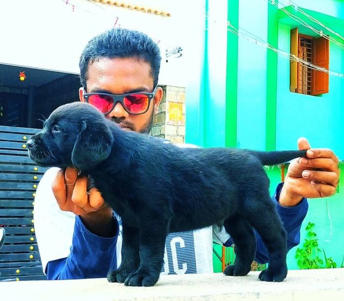 DogsIndia.com - Labrador Retriever - Visak Kumar