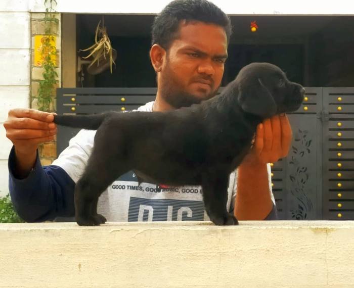 DogsIndia.com - Labrador Retriever - Visak Kumar