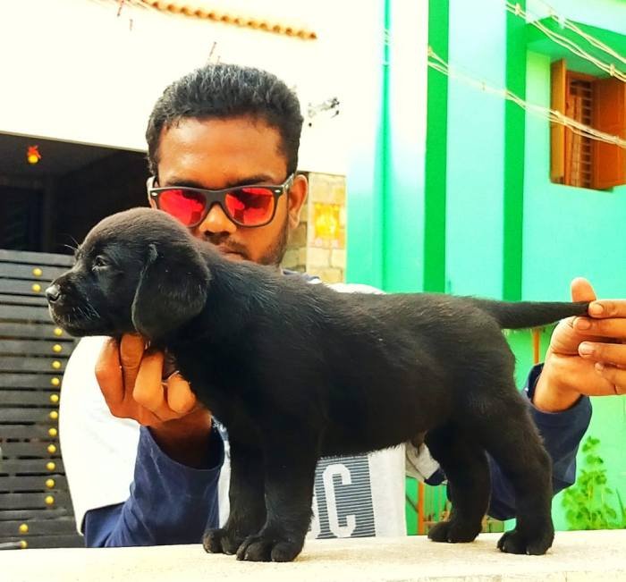 DogsIndia.com - Labrador Retriever - Visak Kumar