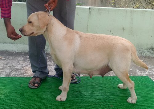 DogsIndia.com - Labrador Retriever - Matchpoint