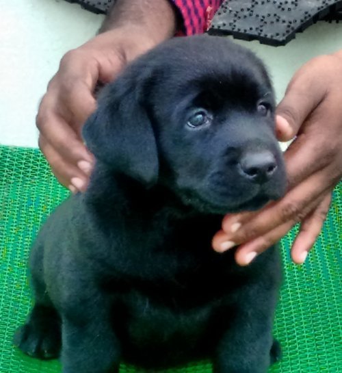 DogsIndia.com - Labrador Retriever - Matchpoint