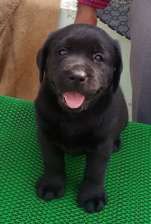 DogsIndia.com - Labrador Retriever - Matchpoint Kennel