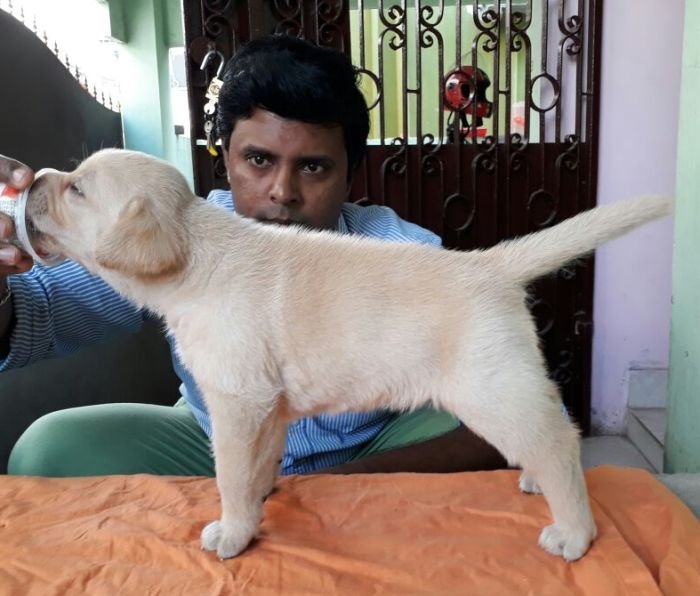 DogsIndia.com - Labrador Retriever - Matchpoint