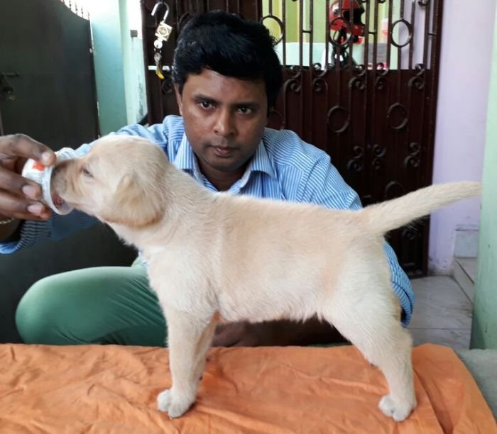 DogsIndia.com - Labrador Retriever - Matchpoint