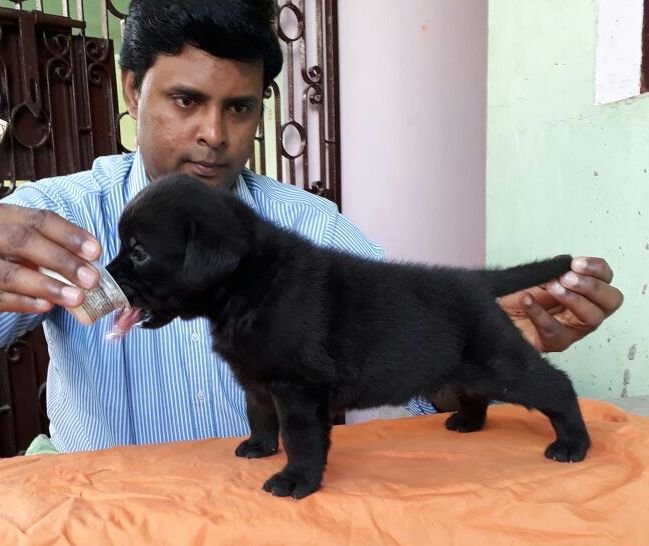 DogsIndia.com - Labrador Retriever - Matchpoint