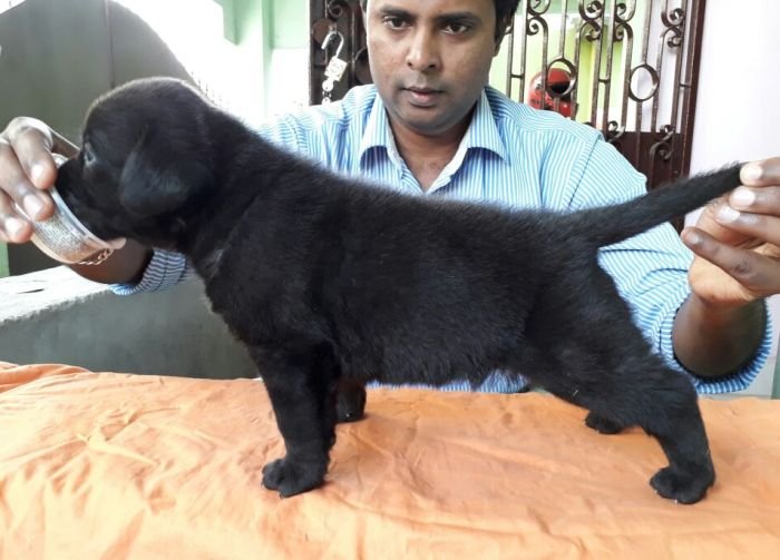 DogsIndia.com - Labrador Retriever - Matchpoint