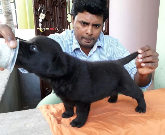 DogsIndia.com - Labrador Retriever - Matchpoint