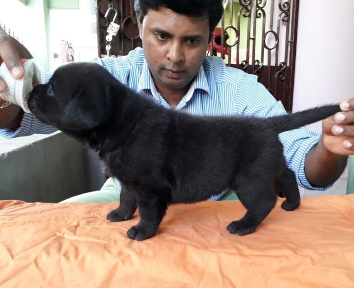 DogsIndia.com - Labrador Retriever - Matchpoint