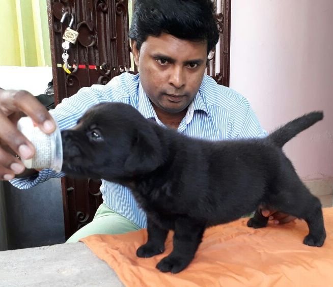DogsIndia.com - Labrador Retriever - Matchpoint