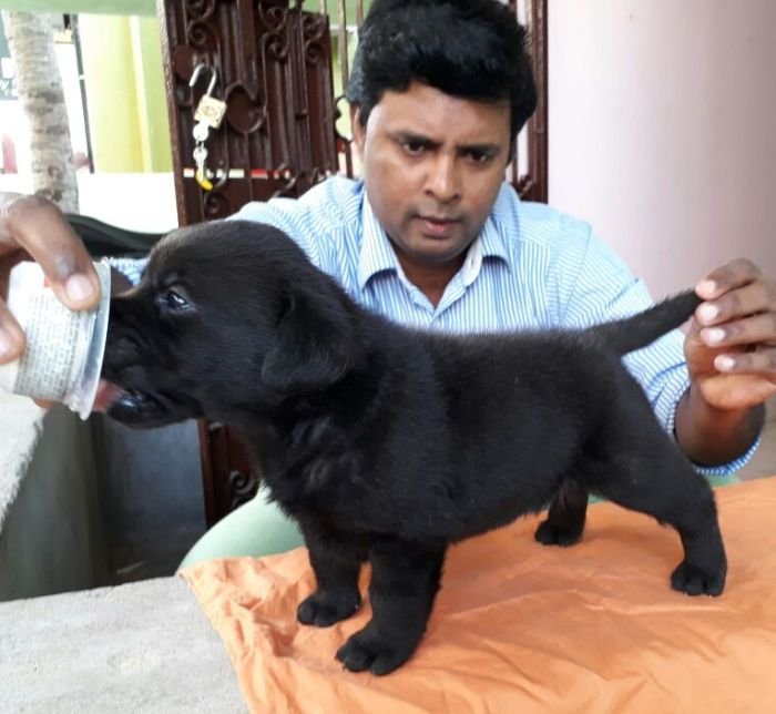 DogsIndia.com - Labrador Retriever - Matchpoint