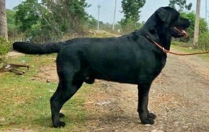 DogsIndia.com - Labrador Retriever - Matchpoint