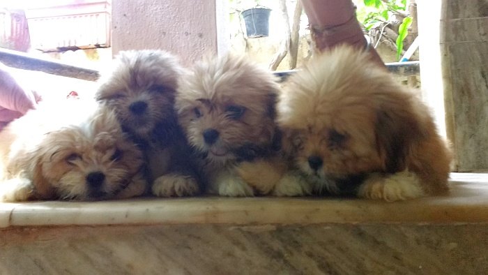 DogsIndia.com - Lhasa Apso - Elixir Kennels