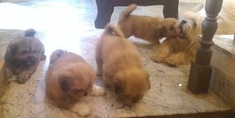 DogsIndia.com - Lhasa Apso - Elixir Kennels