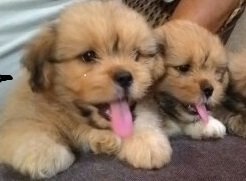 DogsIndia.com - Lhasa Apso - Elixir Kennels