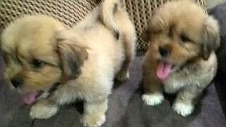 DogsIndia.com - Lhasa Apso - Elixir Kennels