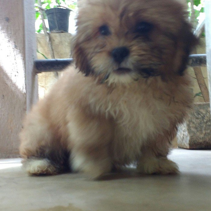DogsIndia.com - Lhasa Apso - Elixir Kennels