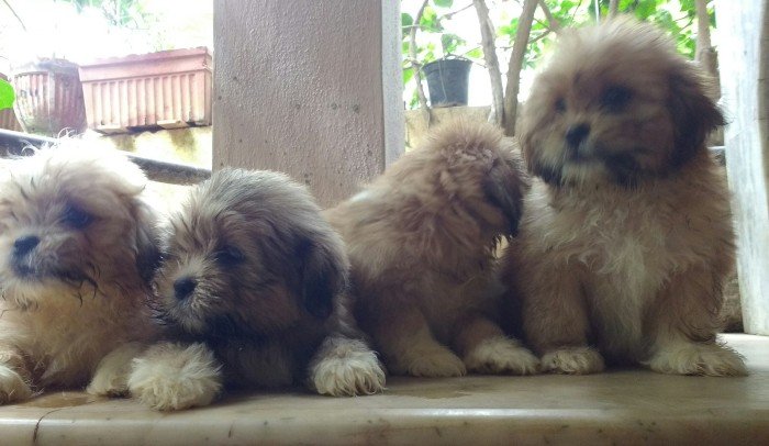 DogsIndia.com - Lhasa Apso - Elixir Kennels