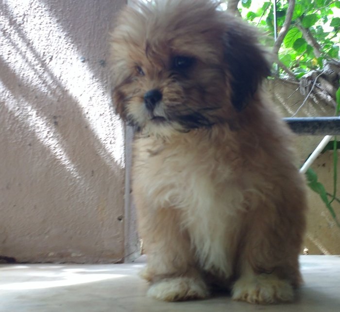 DogsIndia.com - Lhasa Apso - Elixir Kennels