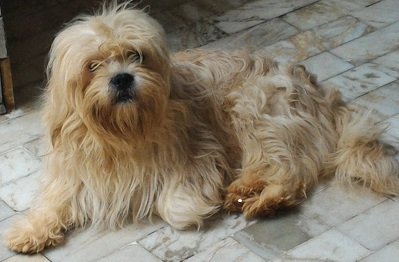 DogsIndia.com - Lhasa Apso - Elixir Kennels