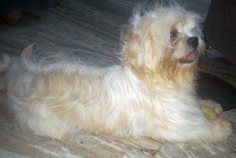 DogsIndia.com - Lhasa Apso - Elixir Kennels