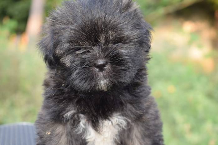 DogsIndia.com - Lhasa Apso - Jeyaraj
