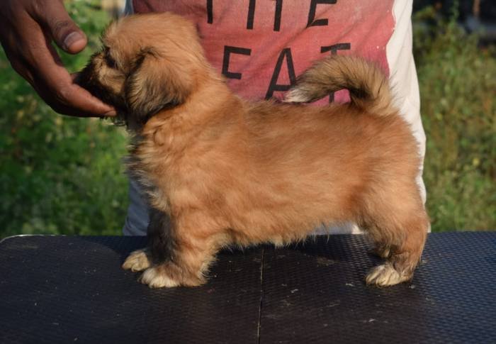 DogsIndia.com - Lhasa Apso - Jeyaraj