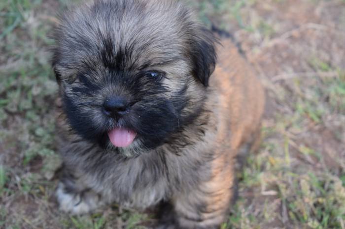 DogsIndia.com - Lhasa Apso - Jeyaraj