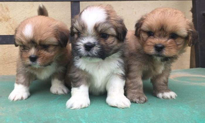 DogsIndia.com - Lhasa Apso - Elixir Kennels
