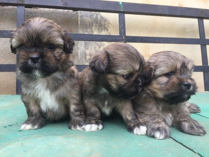DogsIndia.com - Lhasa Apso - Elixir Kennels