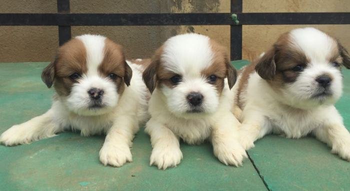 DogsIndia.com - Lhasa Apso - Elixir Kennels