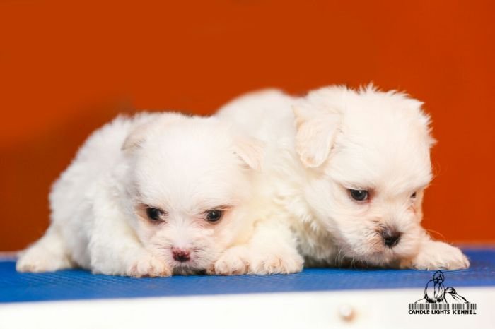 DogsIndia.com - Maltese - Candle Lights Kennel