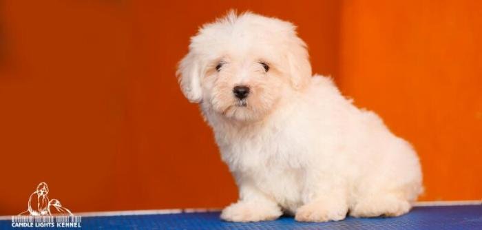 DogsIndia.com - Maltese - Candle Lights Kennel