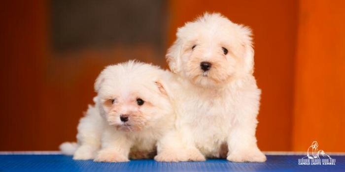 DogsIndia.com - Maltese - Candle Lights Kennel