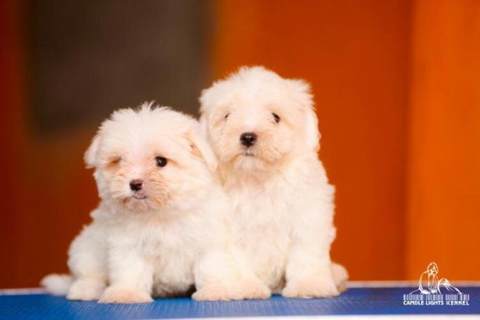 DogsIndia.com - Maltese - Candle Lights Kennel