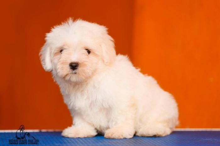 DogsIndia.com - Maltese - Candle Lights Kennel