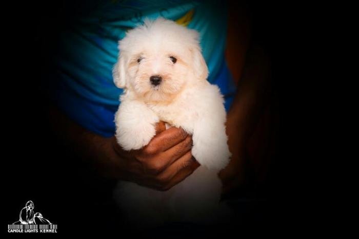 DogsIndia.com - Maltese - Candle Lights Kennel