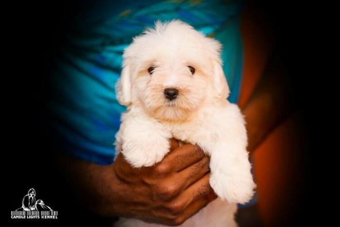 DogsIndia.com - Maltese - Candle Lights Kennel