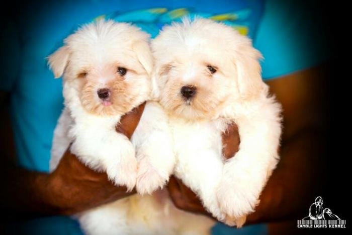 DogsIndia.com - Maltese - Candle Lights Kennel